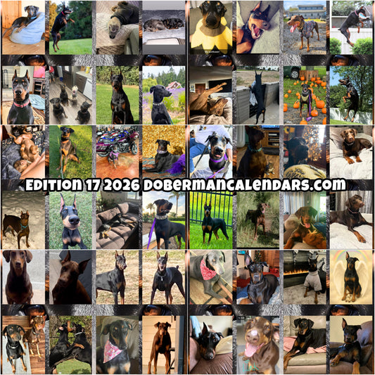 Edition 17 2026 Doberman Calendars