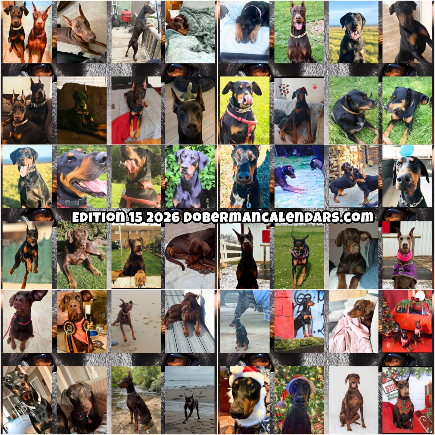 Edition 15 2026 Doberman Calendars