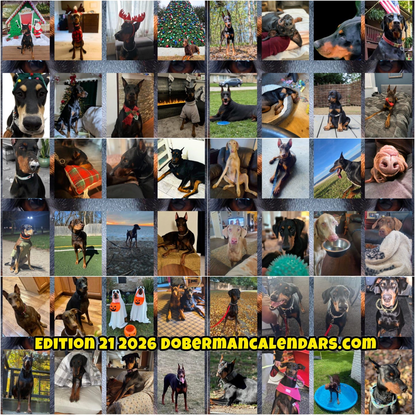 Edition 21 2026 Doberman Calendars