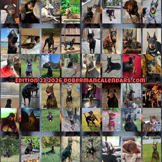 Edition 23 2026 Doberman Calendars