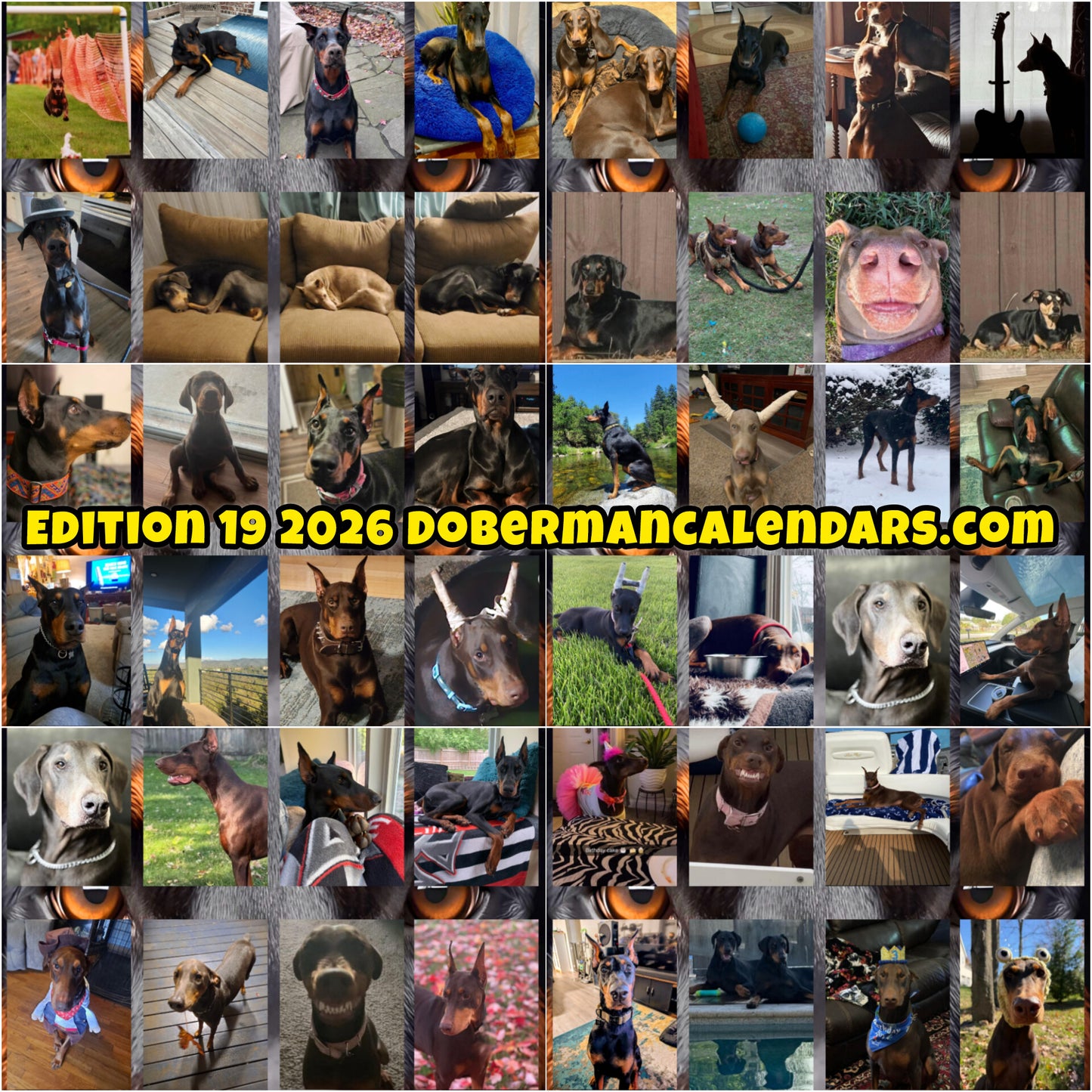 Edition 19 2026 Doberman Calendars