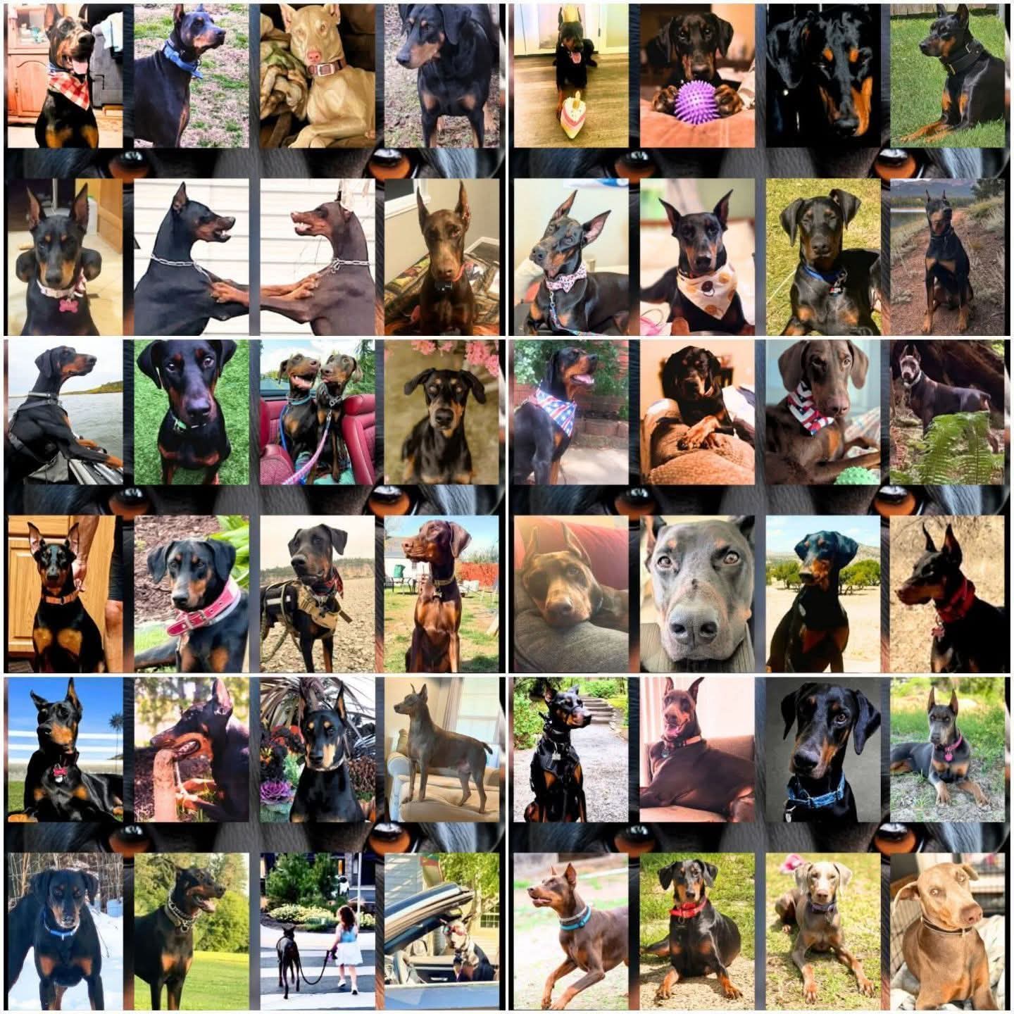 Edition 1 2026 Doberman Calendars