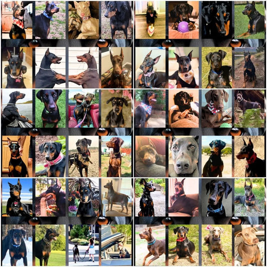Edition 1 2026 Doberman Calendars