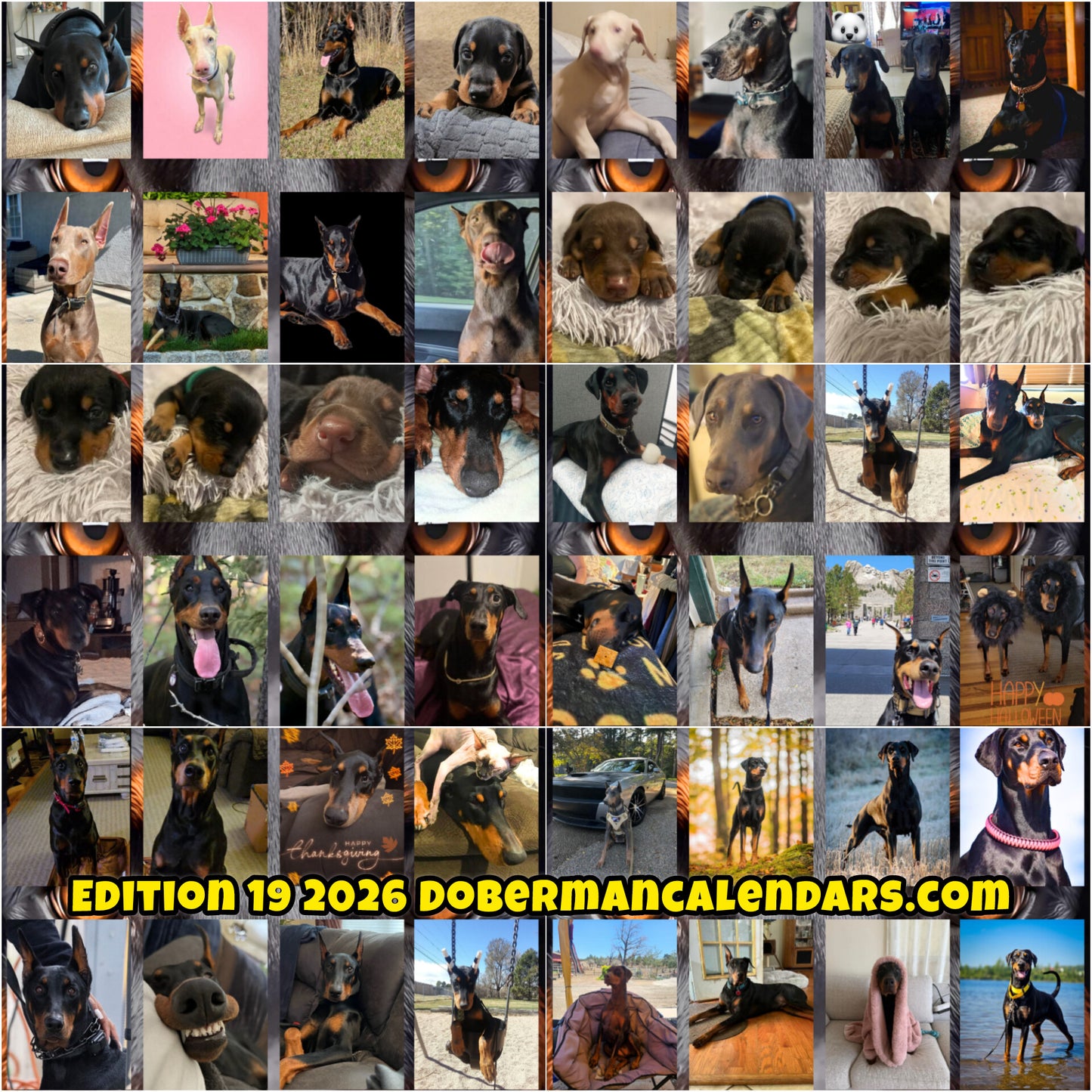 Edition 19 2026 Doberman Calendars