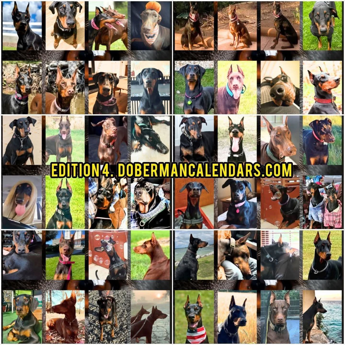 Edition 4 2026 Doberman Calendars