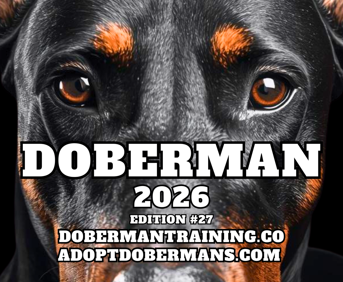 Edition 27 2026 Doberman Calendars