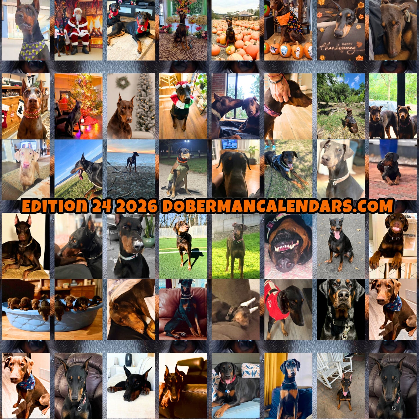 Edition 24 2026 Doberman Calendars