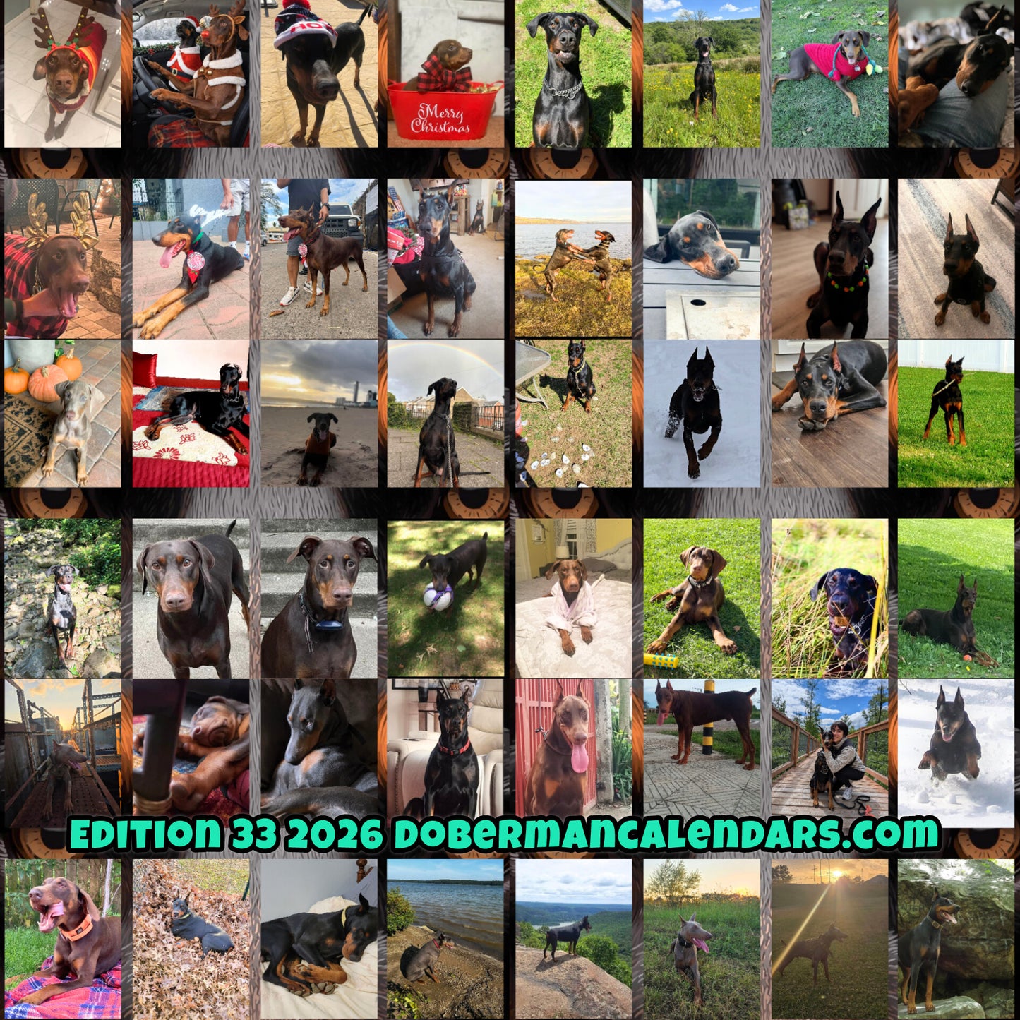 Edition 33 2026 Doberman Calendars