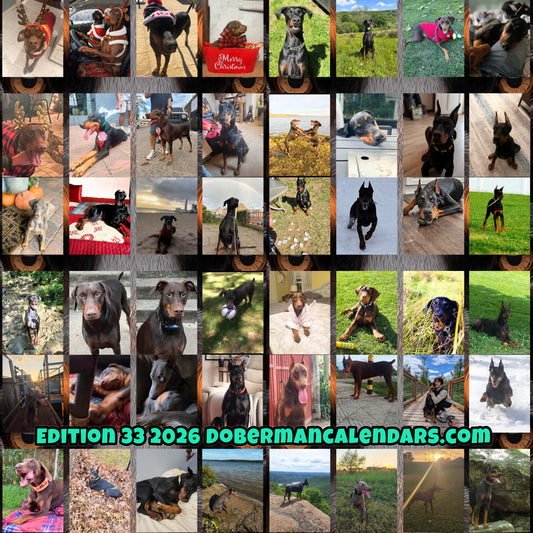 Edition 33 2026 Doberman Calendars