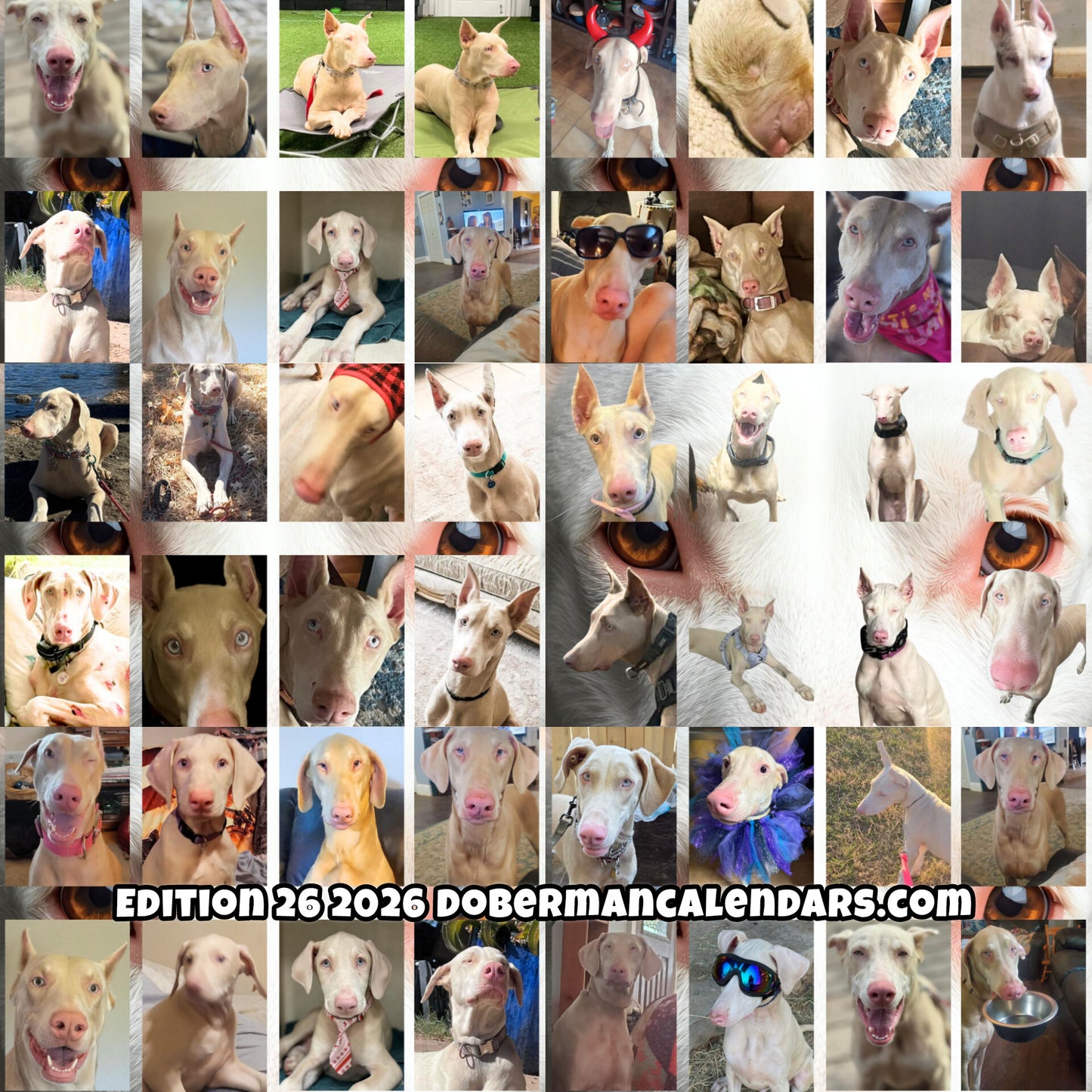 Edition 25 2026 Doberman Calendars